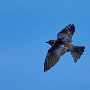 Purple Martin - Prime Hook NWR - 05272023 - 04-DN.jpg