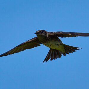 Purple Martin - Prime Hook NWR - 05272023 - 20-DN.jpg