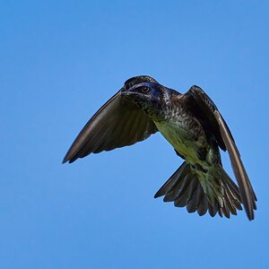 Purple Martin - Prime Hook NWR - 05272023 - 32-DN.jpg