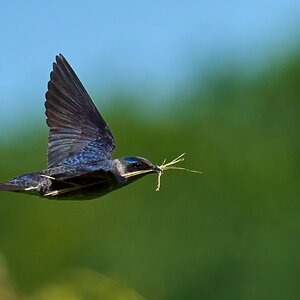 Purple Martin - Prime Hook NWR - 05272023 - 50-DN.jpg