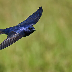 Purple Martin - Prime Hook NWR - 05272023 - 57-DN.jpg