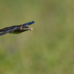 Purple Martin - Prime Hook NWR - 05272023 - 82-DN.jpg