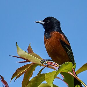 Orchard Oriole - Prime Hook NWR - 05272023 - 09-DN.jpg