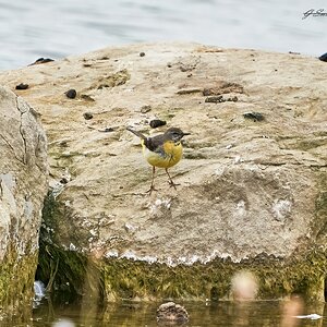 grey wagtail 2023 (2).jpg