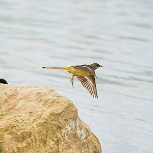 grey wagtail 2023 1 (2).jpg