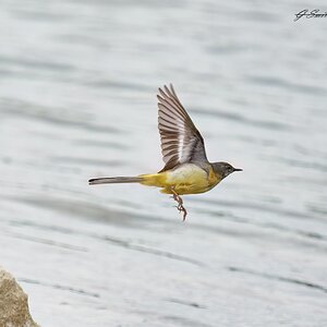 grey wagtail 2023 4.jpg