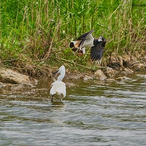 egret 2023 47.jpg