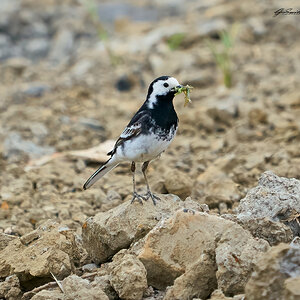 pied wagtail 2023 8.jpg