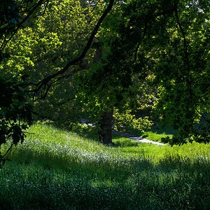 greenwich park-1.jpg
