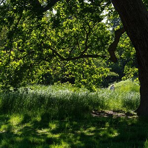 greenwich park-2.jpg