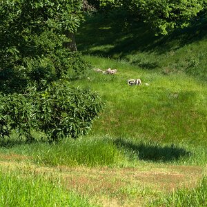 greenwich park-3.jpg