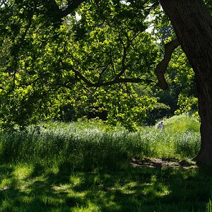 greenwich park_ps-5.jpg