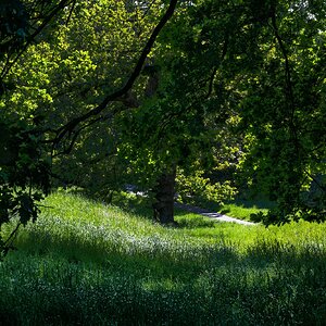 greenwich park_ps-4.jpg