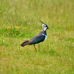 lapwing 2023 21.jpg