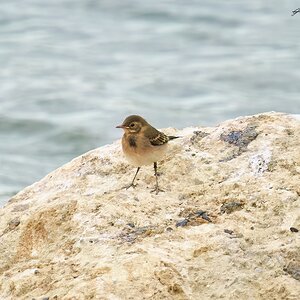 reed warbler 2023.jpg