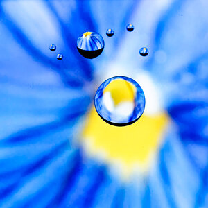 Flower Planets.jpeg