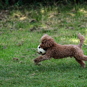 football_dog-2.jpg