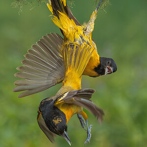 Baltimore Oriole_RP25949.jpg