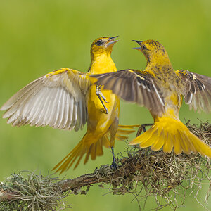 Baltimore Oriole_RP27861.jpg