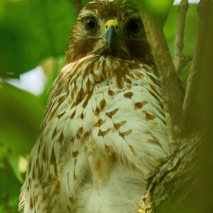 Red-Tailed Hawk - Home - 06062023 - 05-DN.jpg