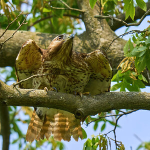 Red-Tailed Hawk - Home - 06062023 - 03-DN.jpg