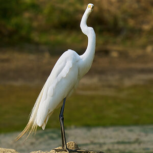 Great Egret - Home - 06062023 - 11-DN.jpg