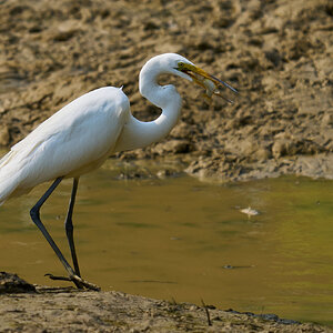 Great Egret - Home - 06062023 - 06-DN.jpg