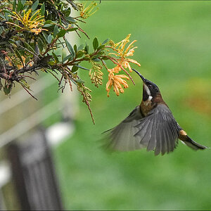 Eastern Spinebill r.jpg