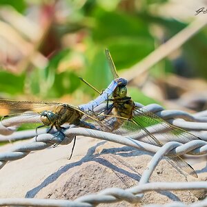dragonfly 2023 9.jpg