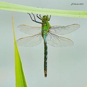 dragonfly 2023 10.jpg