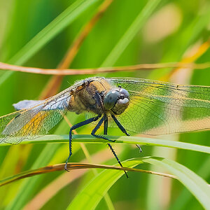 dragonfly 2023 12.jpg