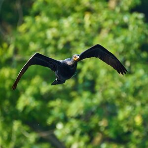 Double-Crested Cormorant - Brandywine - 06182023 - 01- DN.jpg