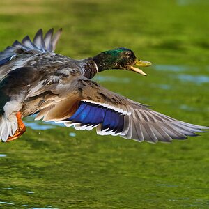 Mallard - Brandywine - 06182023 - 14- DN.jpg