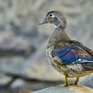 Wood Duck - Brandywine - 06182023 - 12- DN.jpg