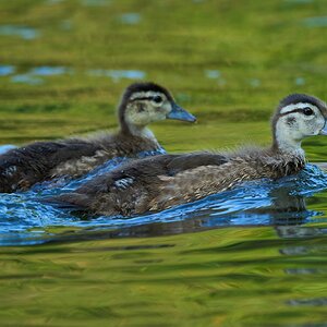 Wood Duck - Brandywine - 06182023 - 11- DN.jpg