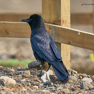 raven 2023 2 (5).jpg