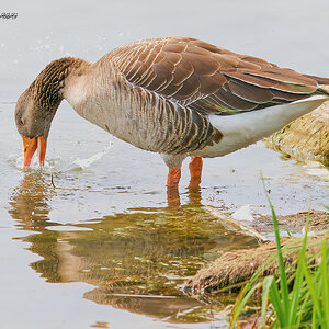 goose 2023 51.jpg