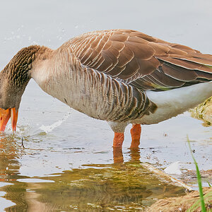 goose 2023 53.jpg