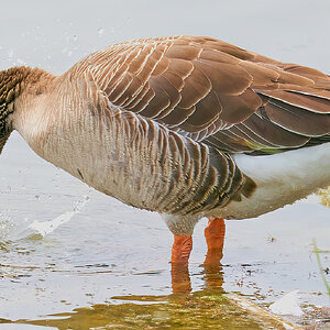 goose 2023 52.jpg