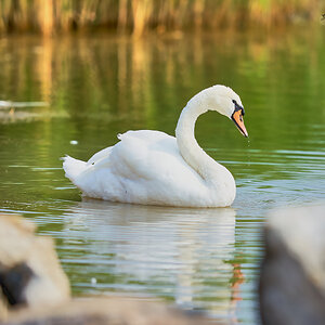 swan 2023 7.jpg