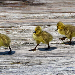 Abbey Road.jpeg