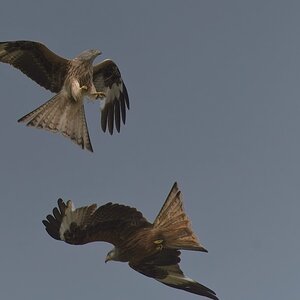BellMack Red Kites 19_06_23.jpg