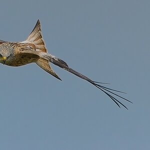 2_BellyMack Red Kite 19_06_23.jpg