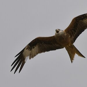1_BellyMack Red Kite 19_06_23.jpg