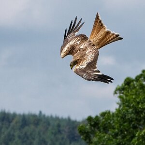 4_BellyMack Red Kite 19_06_23.jpg