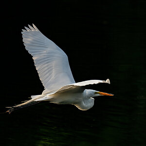 Great Egret