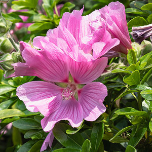 pinkflowers-2.jpg