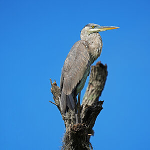 Blue-Heron.jpg