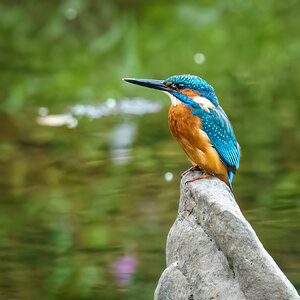 Kingfisher-7.jpg