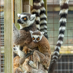 Lemur Mother & Baby